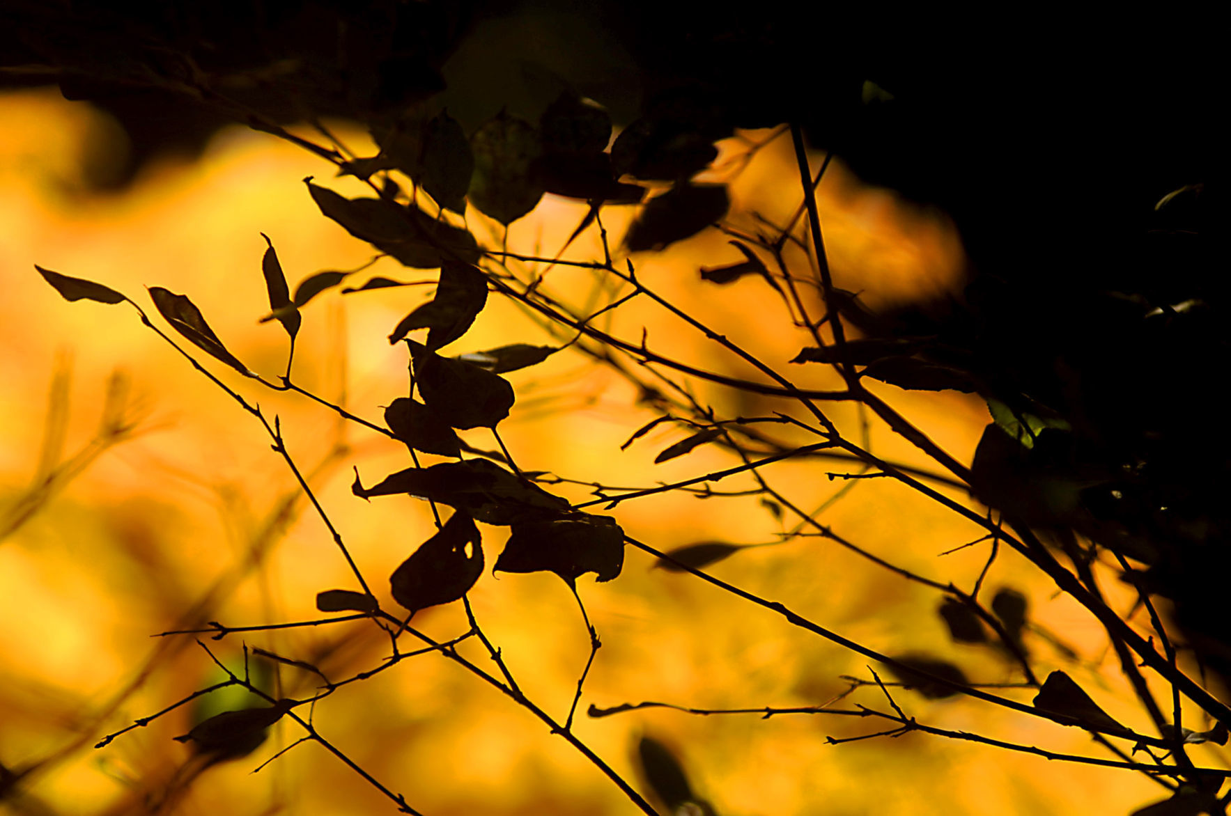 Fall silhouettes